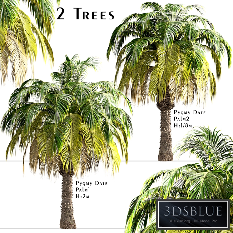 Set of Pygmy Date Palm Trees (Phoenix Roebelenii) (2 Trees)