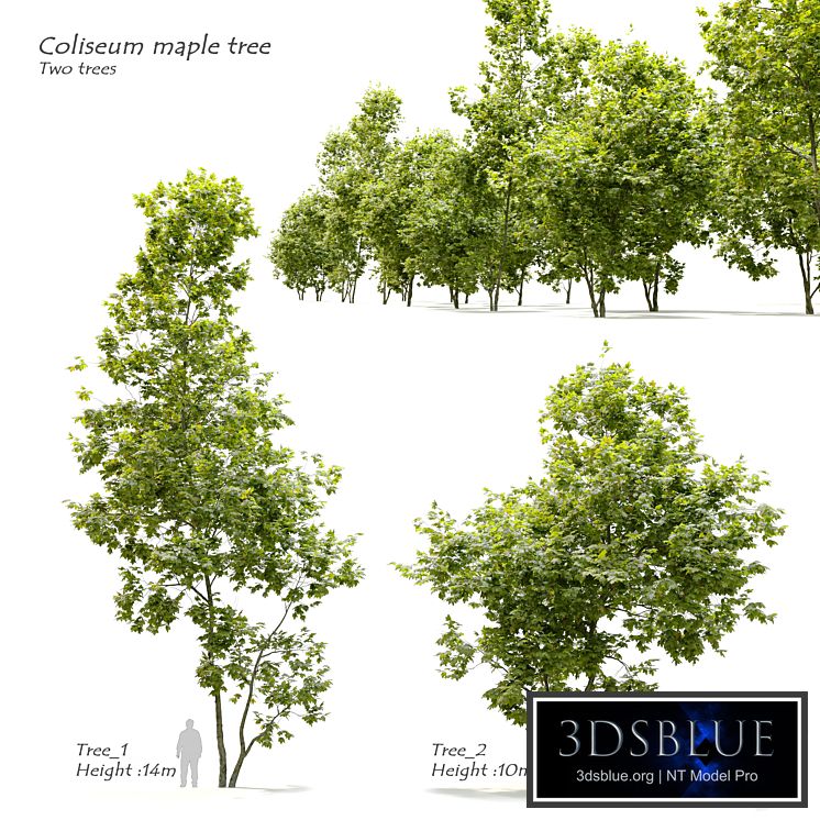 Coliseum maple (Acer cappadocicum)