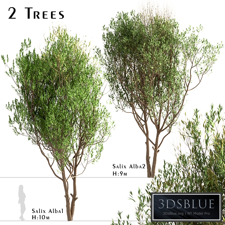 Set of Salix Alba Trees (White Willow) (2 Trees)