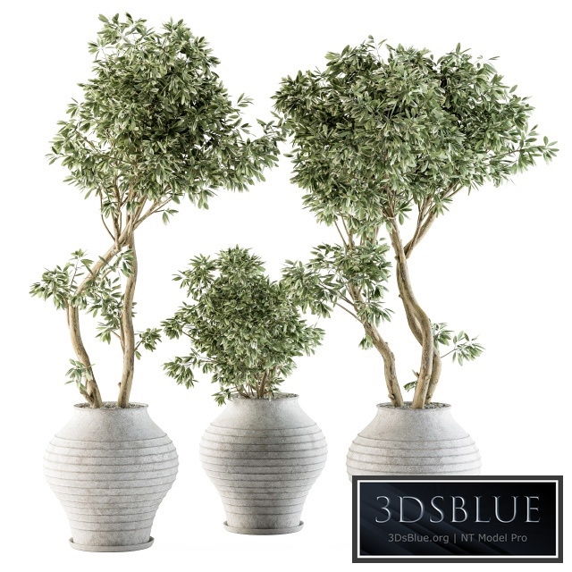 Outdoor Plants tree in Concrete Pot - Set 89