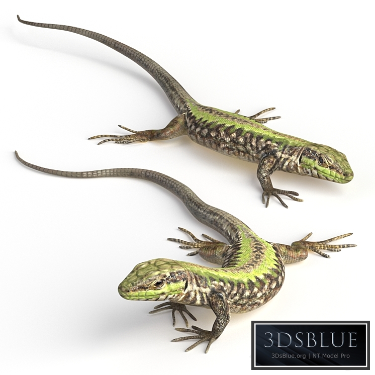 Common Wall Lizard - 5 poses