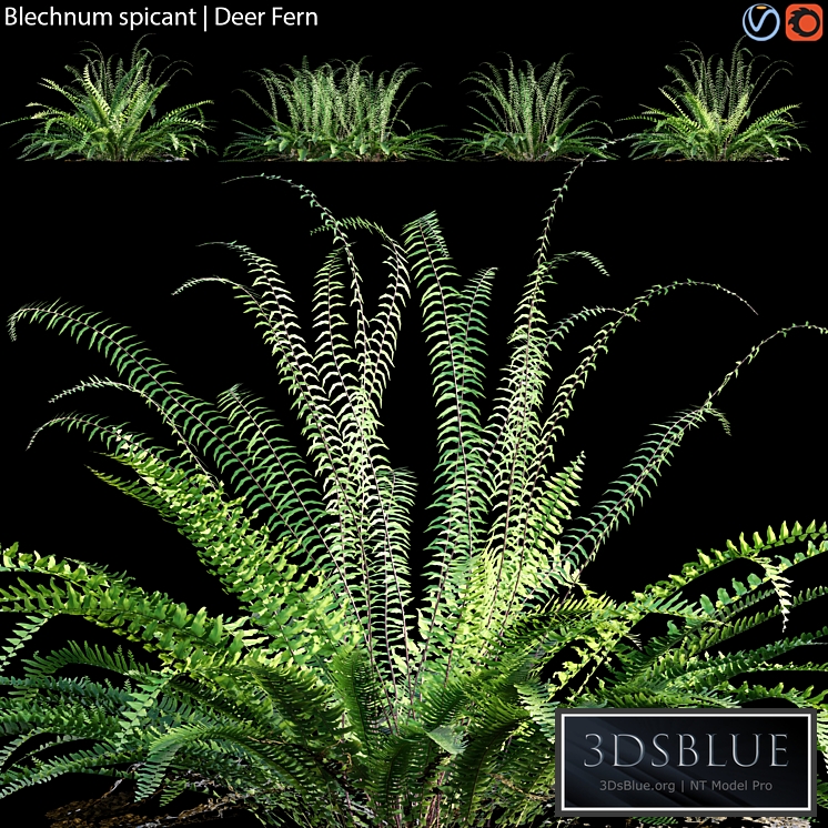 Blechnum spicant - Deer Fern - 02