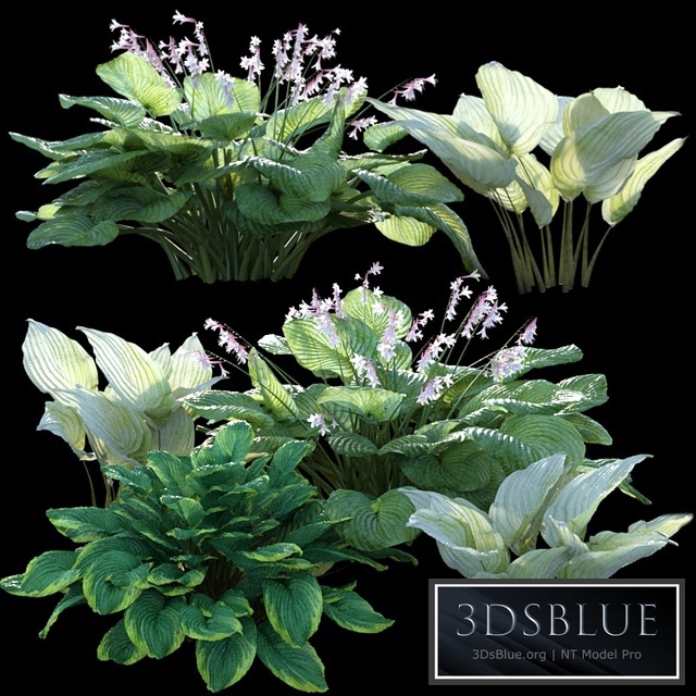 Hosta (funkia)