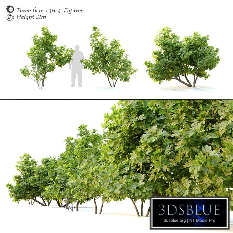 Ficus carica (fig tree) _2