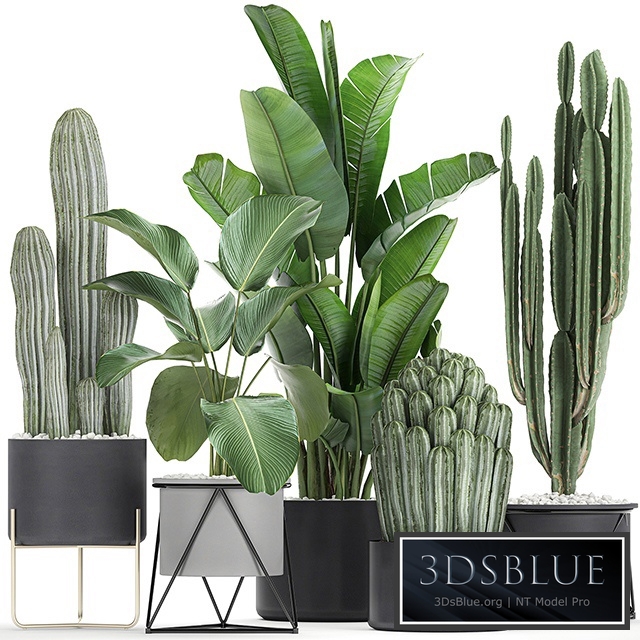 Cacti and strelitzia in a pot 747. Banana, black flowerpot, pot, interior, decorative, stylish, Scandinavian style, flower, plants