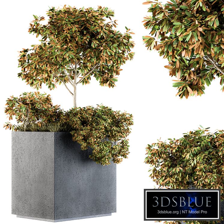 Outdoor Plants in Concrete Plant Box - Set 98