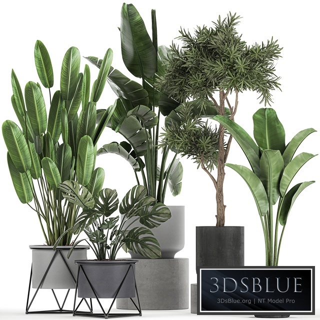 Plant collection 749. Strelitzia, banana, monstera, tree, flowerpot, concrete pot, Scandinavian style, interior