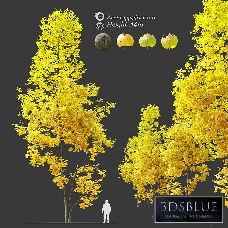 Autumn Acer cappadocicum (coliseum maple)