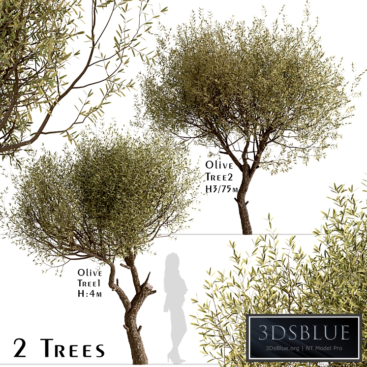 Set of Olive Trees (Olea Europaea) (2 Trees)