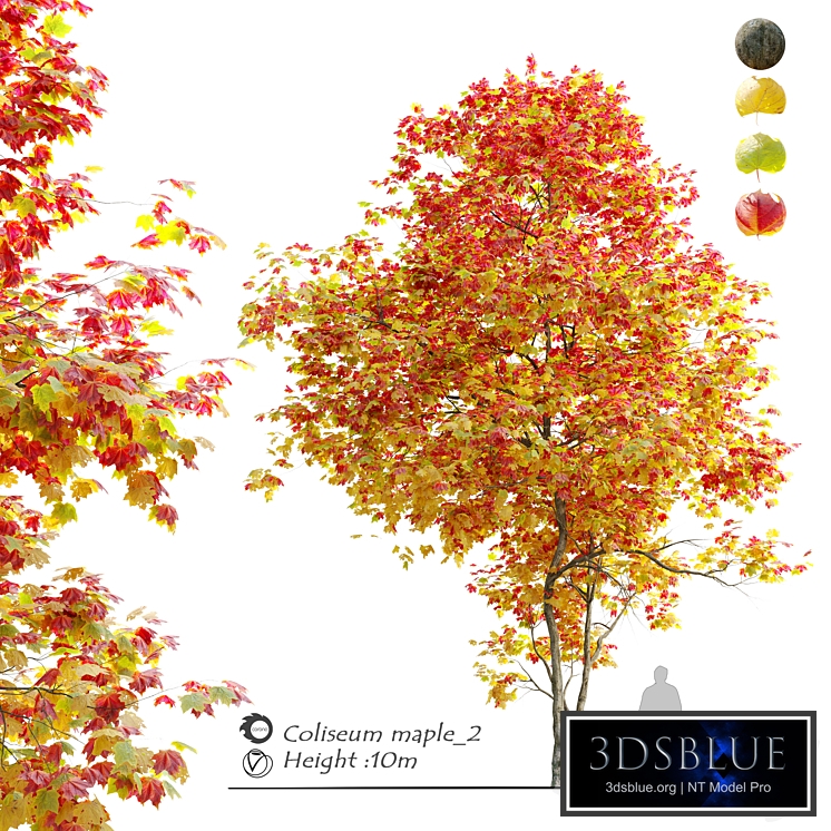 Autumn Acer cappadocicum (coliseum maple) 2