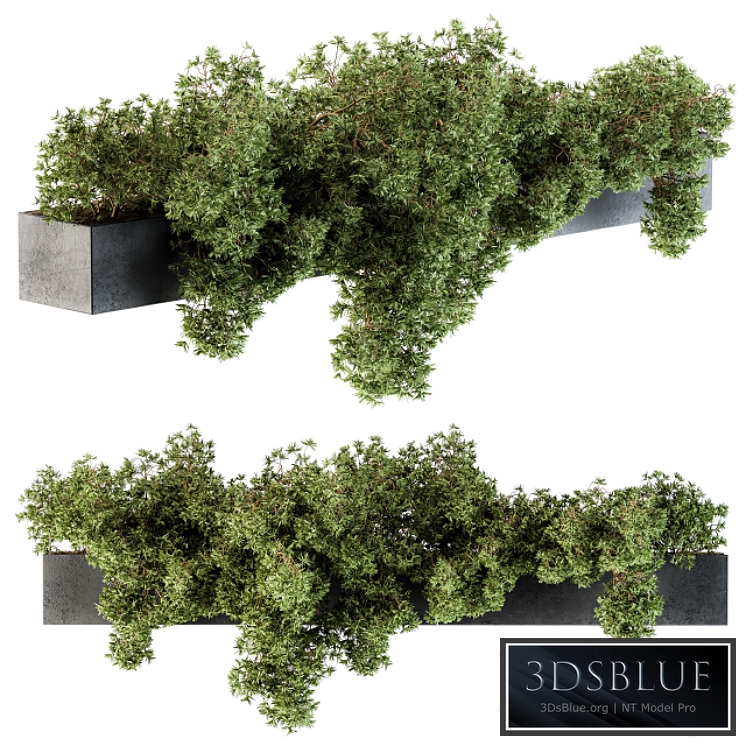 Outdoor Plant Set 103 - Hanging Plants