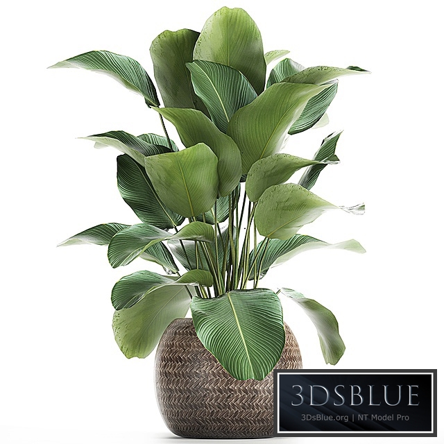 Plant collection Calathea lutea 753. Exotic plant, basket, rattan, flowerpot, eco design, stylish