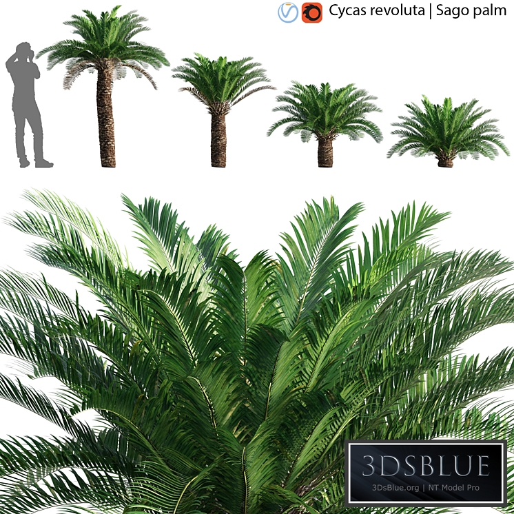 Cycas revoluta - Sago palm - 02