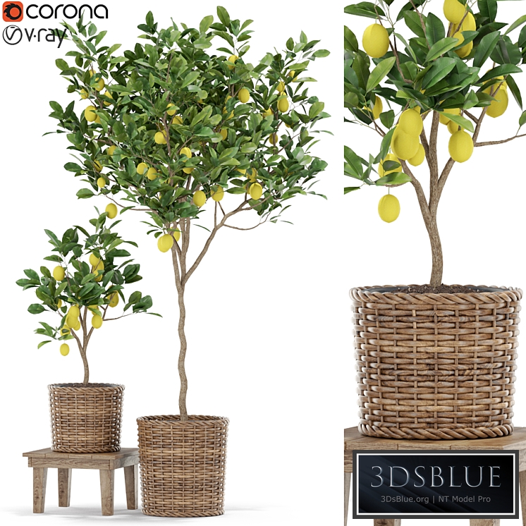 Plants collection 422