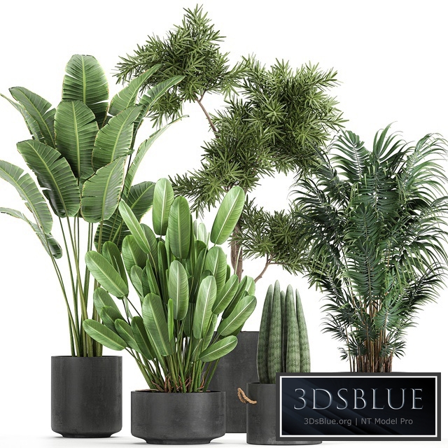 Plant collection 754. strelitzia, tree, palm, banana, sansevieria, black flowerpot, Howea forsteriana