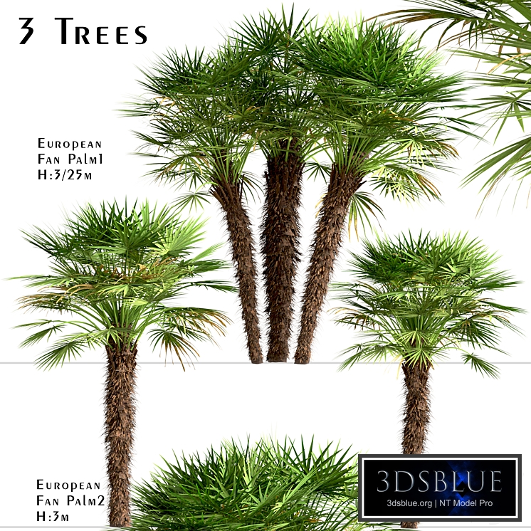 Set of European Fan Palm trees (Chamaerops Humilis) (3 Trees)