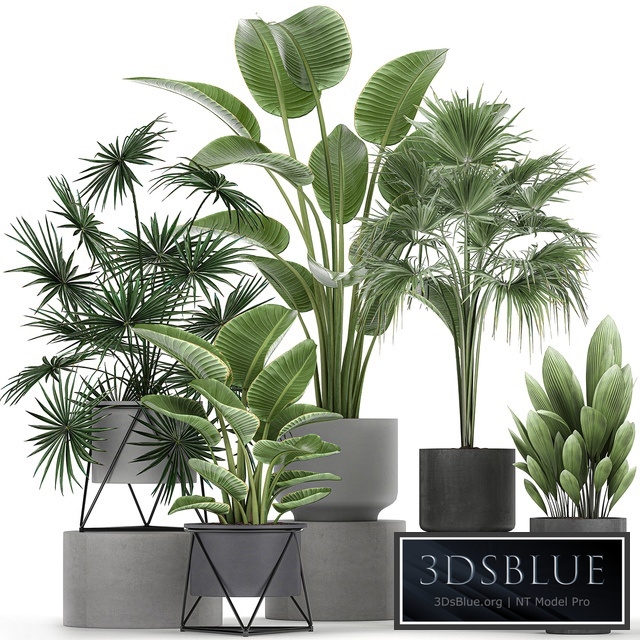 Plant collection 755. Strelitzia, fan palm, palm grass, pot, Scandinavian style, set, interior, office flowers, plants