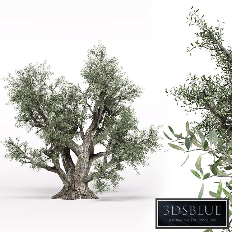 Olive tree