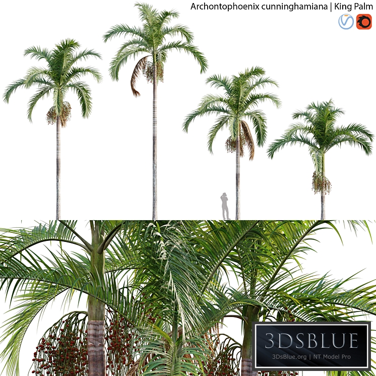 Archontophoenix cunninghamiana - King Palm - 01