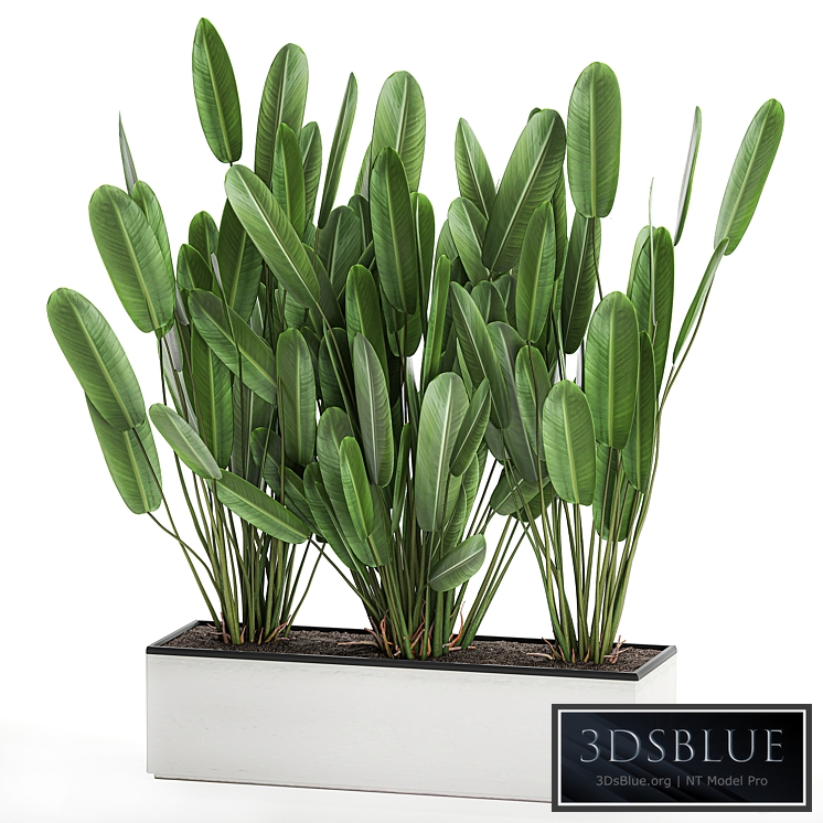Plant collection Strelitzia 756. White flowerpot, outdoor flowerpot, thicket, bush, flower, exotic