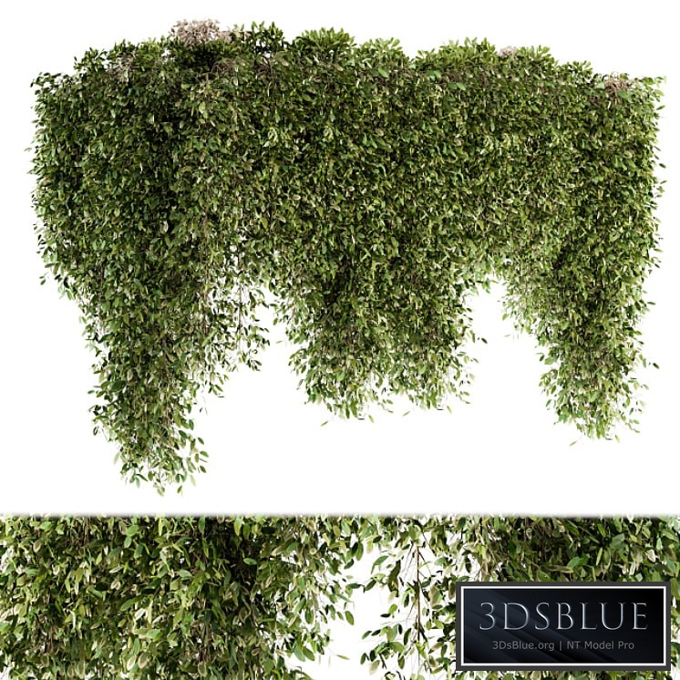 Outdoor Plant Set 96 - Hanging Plants