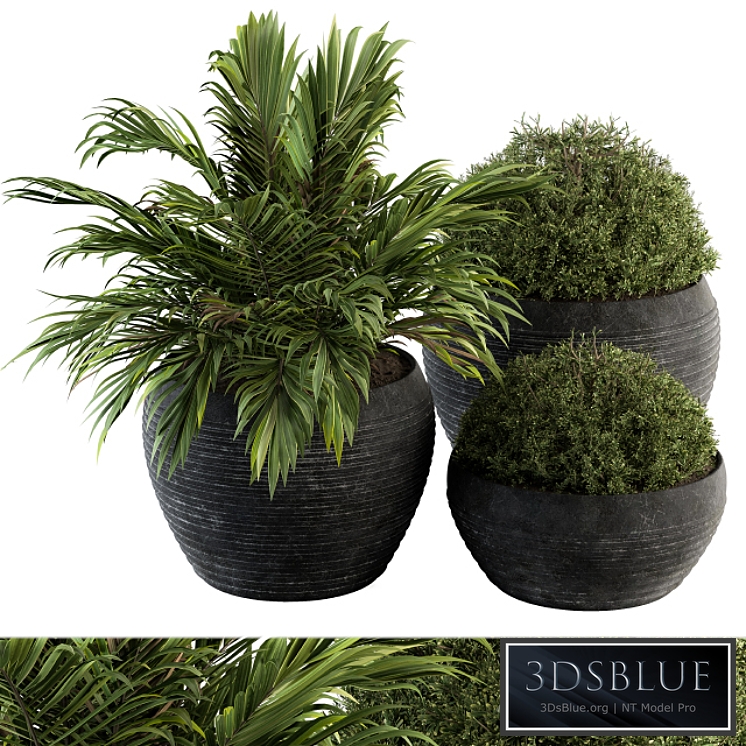 Outdoor Plants tree in Concrete Pot - Set 104