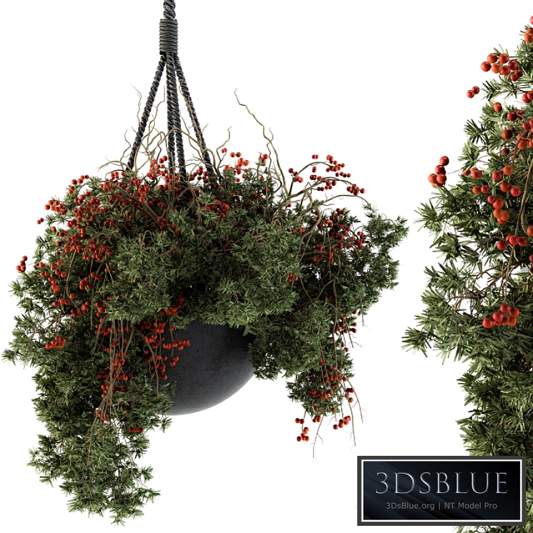 Hanging Pot plant - Set 102