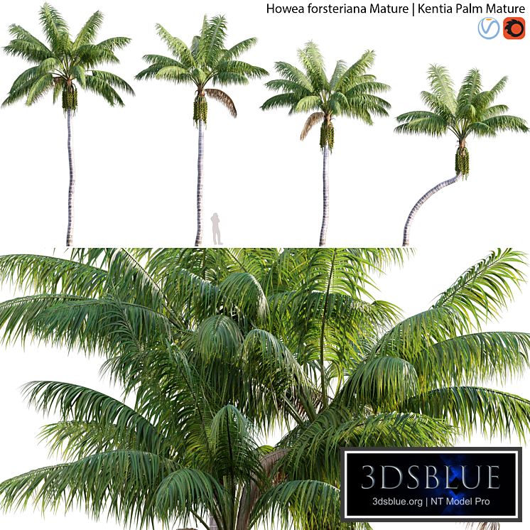 Howea forsteriana Mature - Kentia Palm Mature - 01