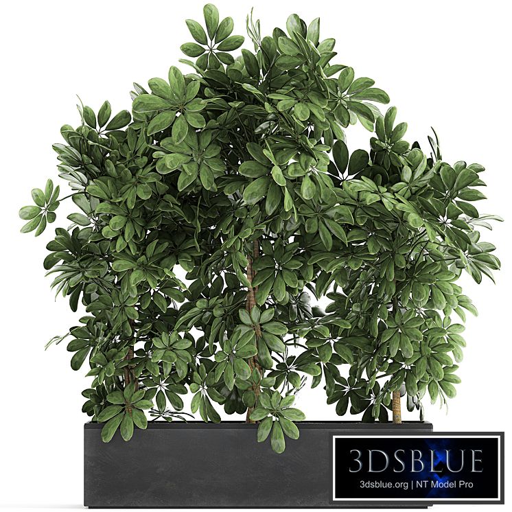A beautiful lush shrub of an ornamental plant in a black Scheffler pot. Set 762.