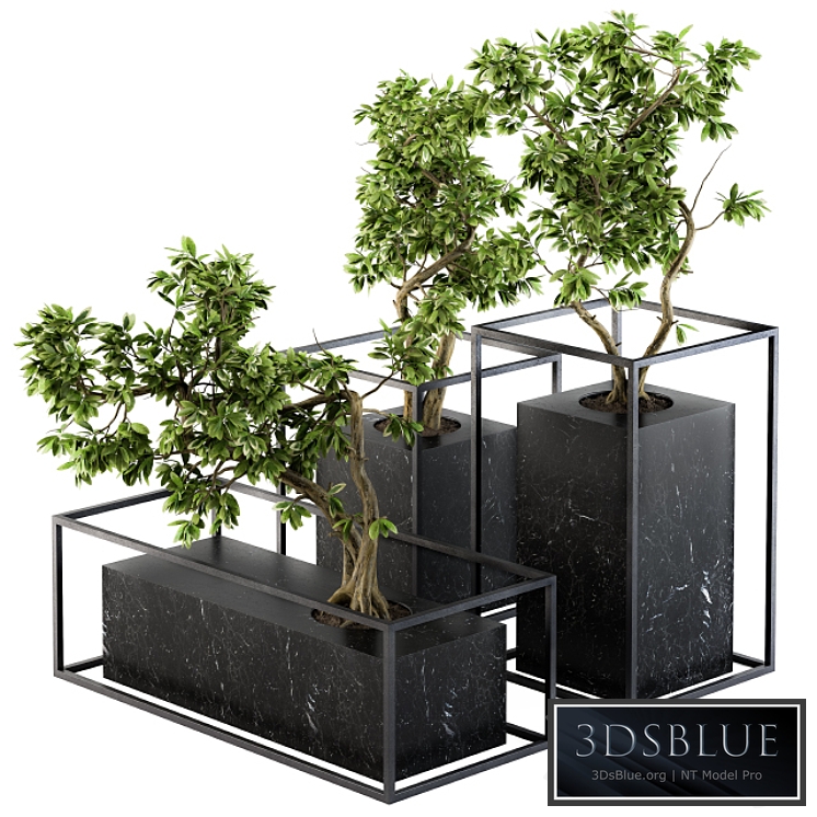 Bonsai Benjamin indoor Plants - Set 101