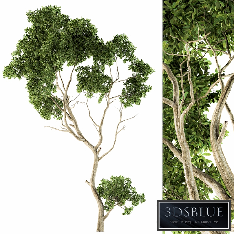 Tree Green Maple - Set 27