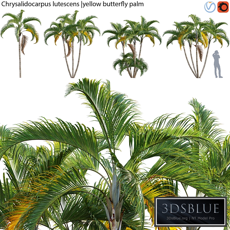 Chrysalidocarpus lutescens - yellow butterfly palm - 01