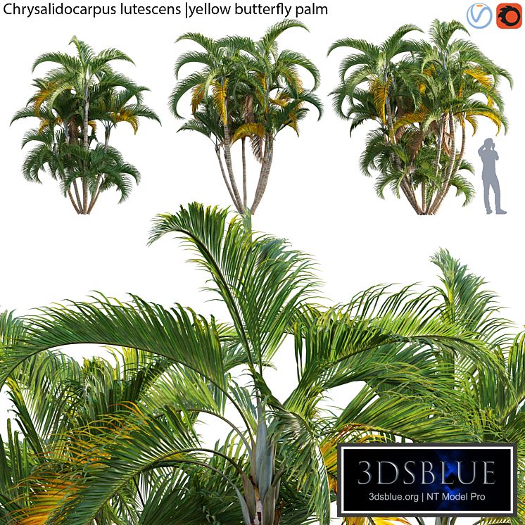 Chrysalidocarpus lutescens - yellow butterfly palm - 02