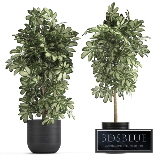 Plant Schefflera 765. Black pot, flowerpot, bush, thickets, exotic, decorative