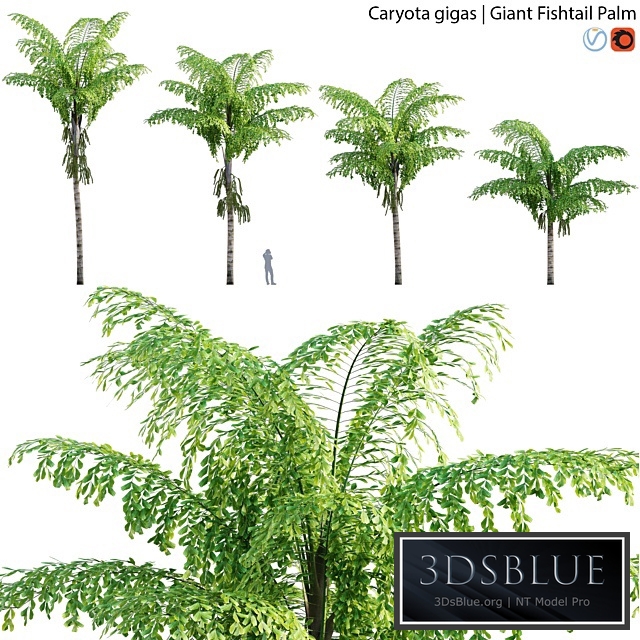 Caryota gigas - Giant Fishtail Palm - Caryota Mitis - 01