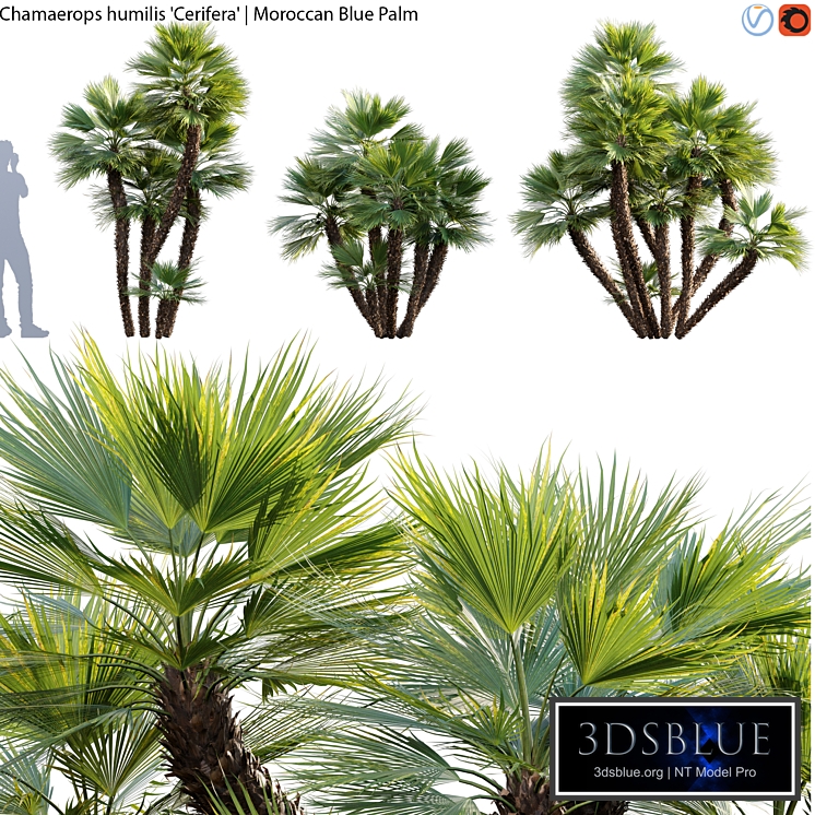 Chamaerops humilis - Moroccan Blue Palm - 02