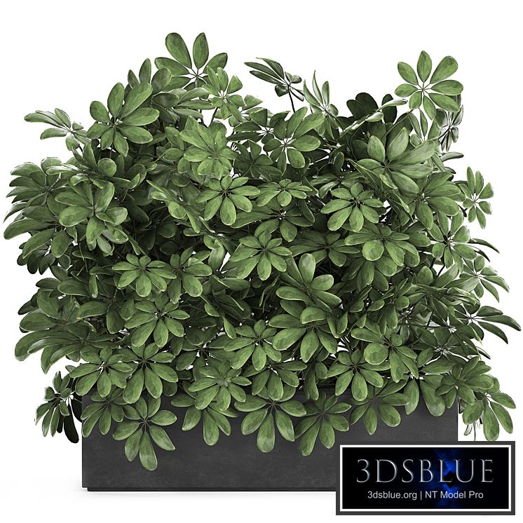 A beautiful lush shrub of an ornamental plant in a black Scheffler pot. Set 767.
