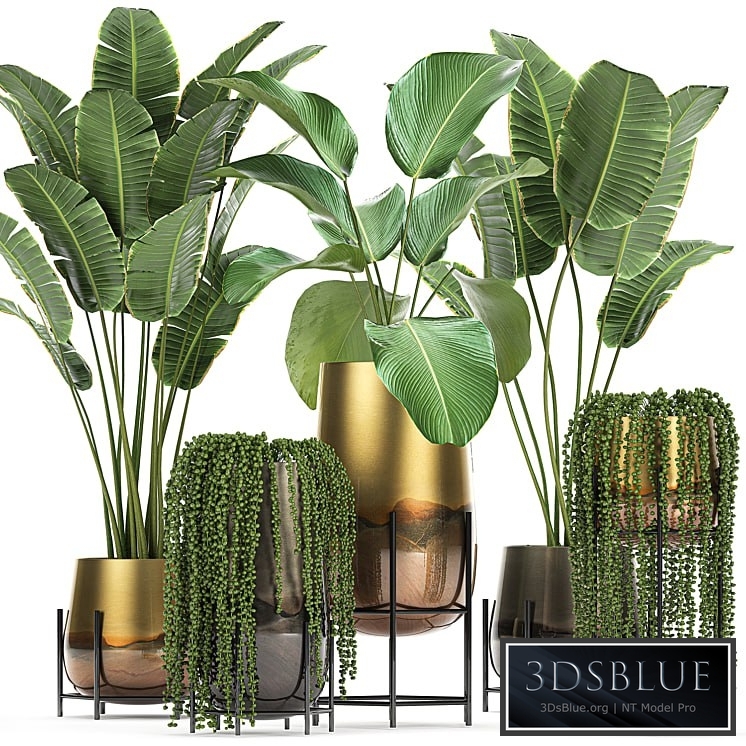 Plant collection 768. golden flowerpot, banana, strelitzia, groundsel, pot, luxury, decor, succulents, strelitzia, banana palm, calathea lutea, hanging plants