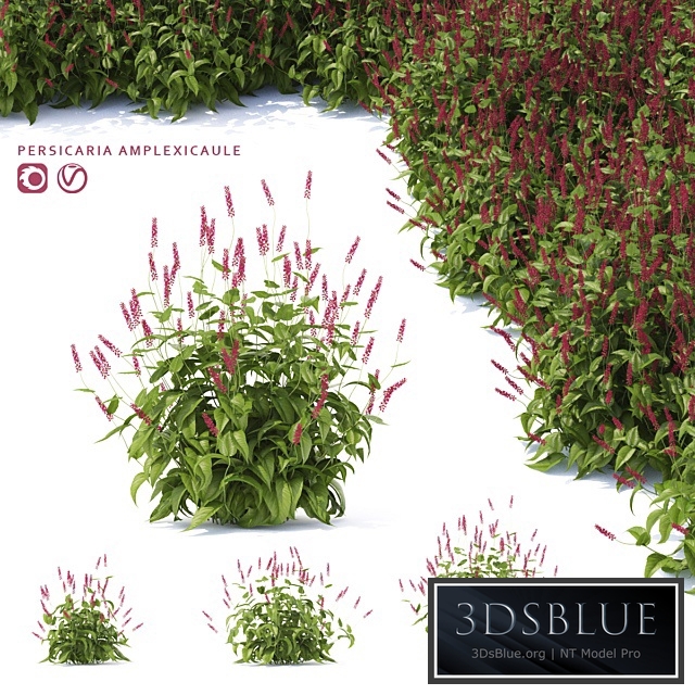 Highlander candlestick flowers | Persicaria amplexicaule