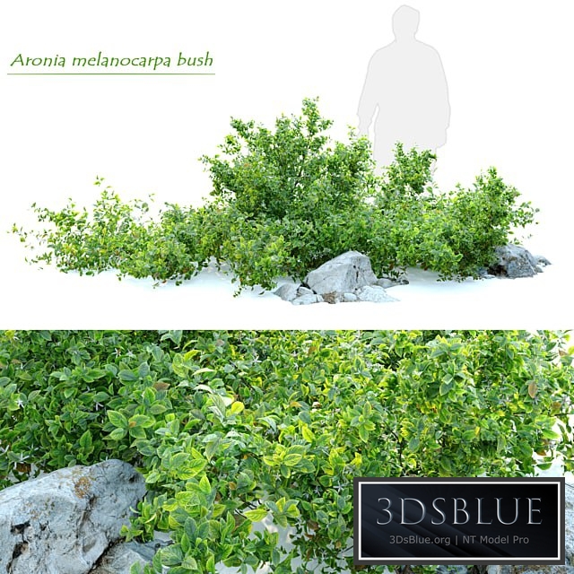 Aronia melanocarpa bush with rocks