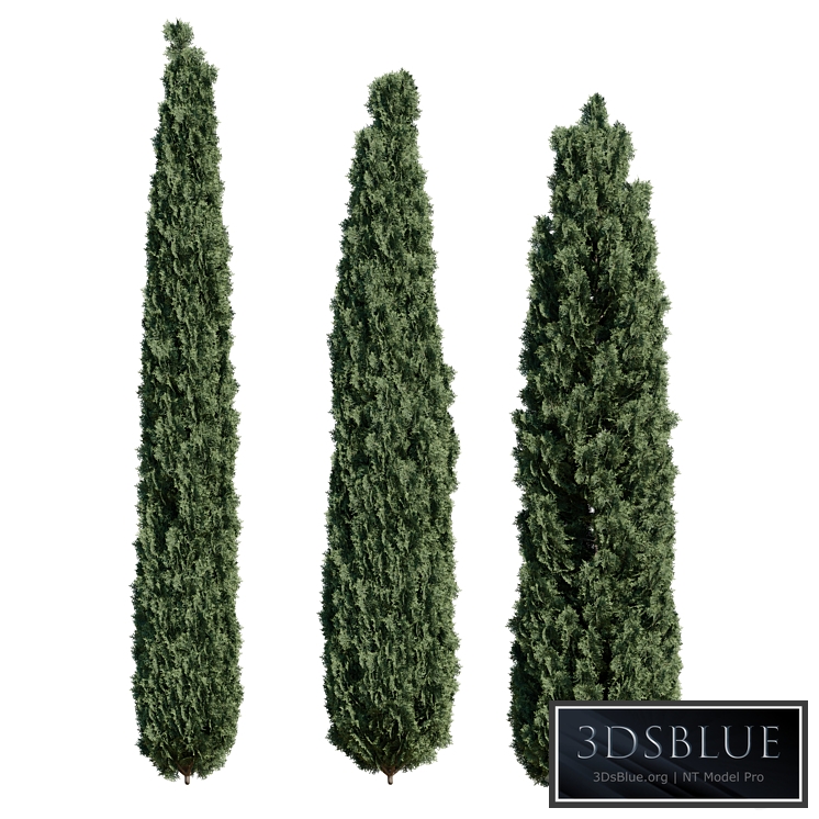 Thuja pack 1 Corona / Vray