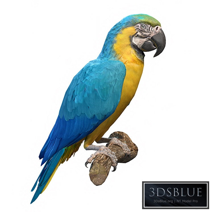 Blue and yellow macaw