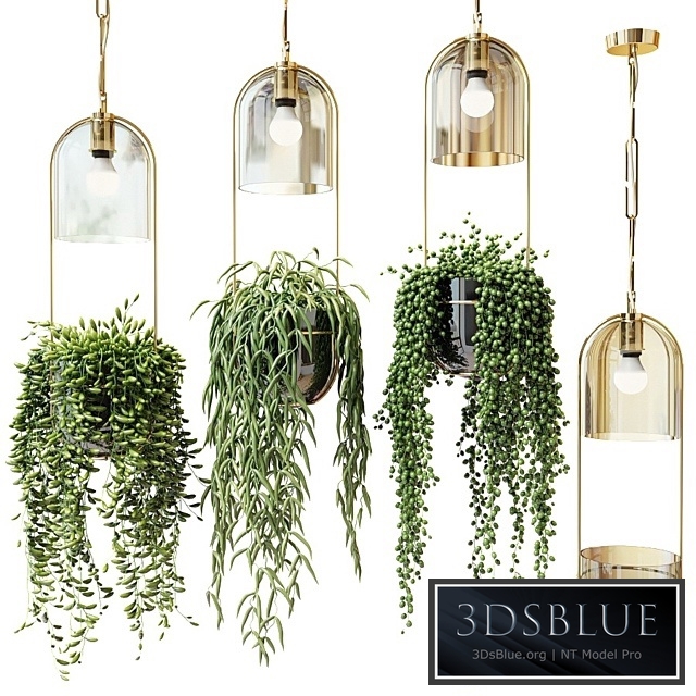 Ampel plants in hanging planters