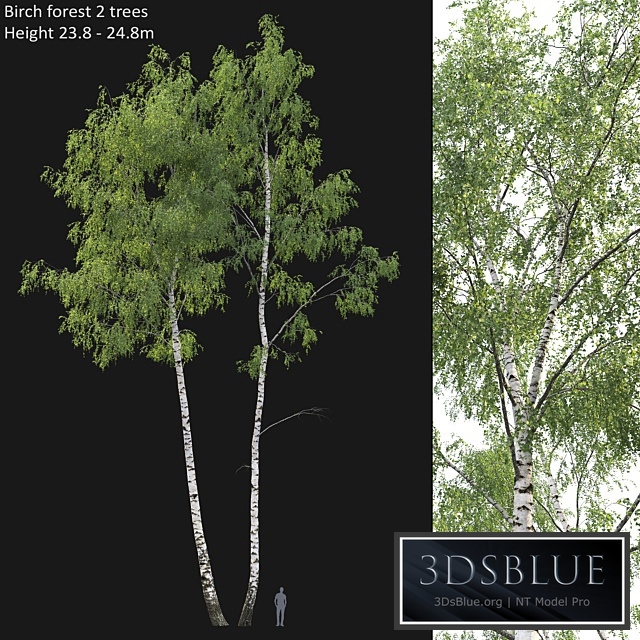 Birch forest part 7 (23.8-24.8m)