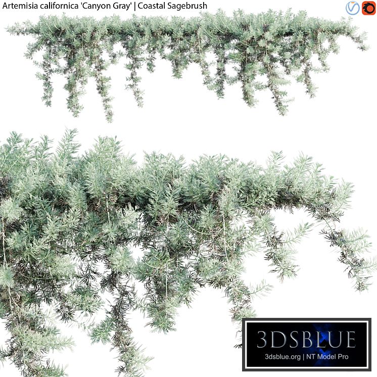 Artemisia californica - Coastal Sagebrush - 02