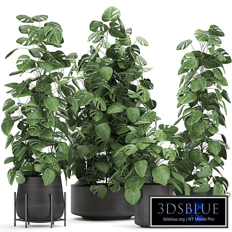 Plant collection Monstera 775. Monstera, black pot, flowerpot, indoor, flowers, exotic, decorative, bushes, thickets