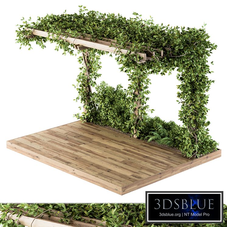 Ivy Plants on Pergola