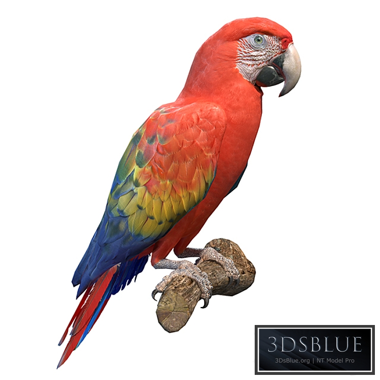 Red macaw