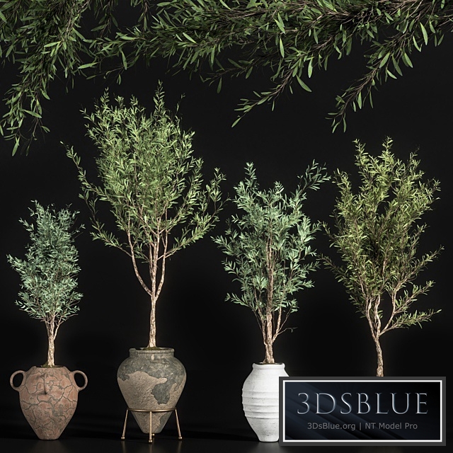 indoor plant olive set 01