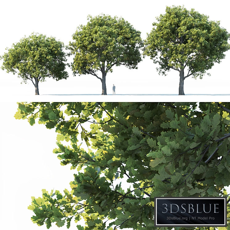 Common oak # 2 H10-13m Three tree set